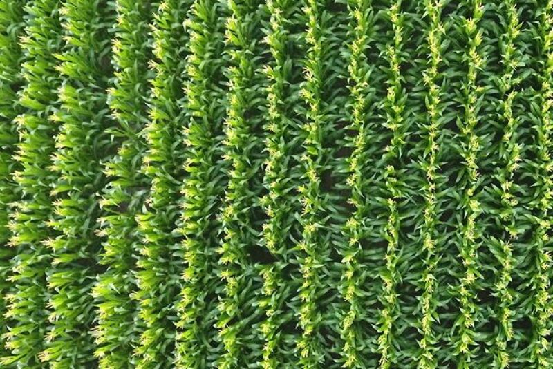 brent_gerke_corn
