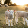 lamb pics MS State.png