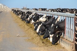 DT_Dairy_Cows_Arizona