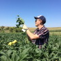 Tony Dahlman of USDA/NASS scouts soybeans on the 2016 Pro Farmer Midwest Crop Tour