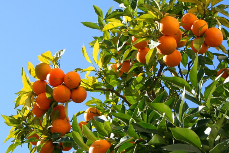 orange-tree