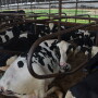 “Adoption of this rule without change will simply put a halt to livestock expansion in the state,” said Cindy Leitner, president of the Wisconsin Dairy Alliance, which represents factory farms.