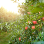 Apple orchard