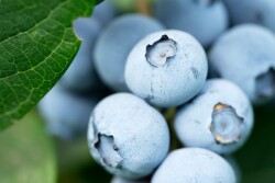 Up close photo of blueberries on a bush