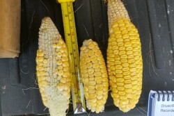 2022 Crop Tour Corn Sample