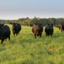 Angus cows at 44 Farms