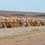 BT_Feedlot_Bunkline
