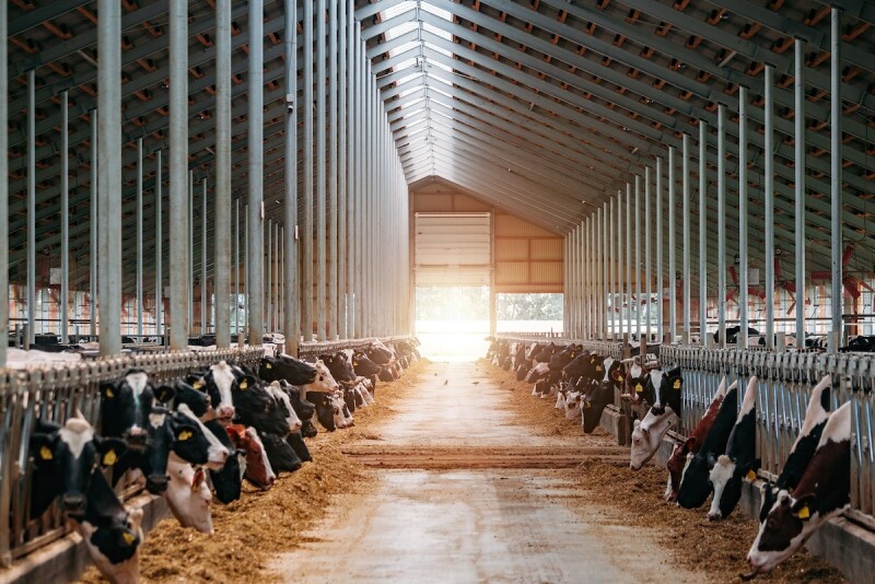 Freestall Barn Dairy_Adobe Stock