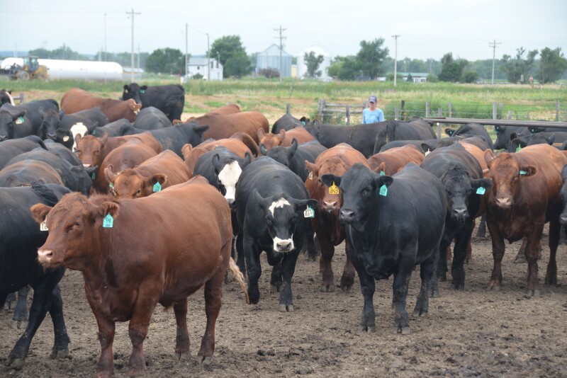 Feedyard losses remain above $100 per head.