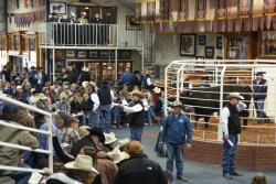 BT_Bull_Sale