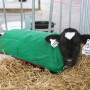 Nesting Calf