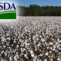 USDA-georgia-cotton.jpg
