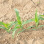 USDA's acreage numbers injected a substantial amount of uncertainty into both markets that appears set to stay in place throughout the summer, according to University of Illinois agricultural economist Todd Hubbs.
