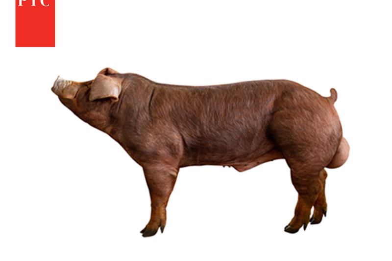 PIC®800 Drives Profit Through Consistent, Higher-Performing Progeny