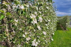 New York state apple orchard blooming