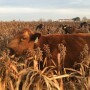 Grazing milo.