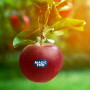 Proprietary Variety Management Magic Star apple