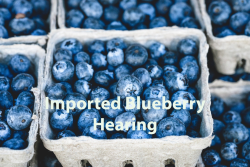 ITC blueberry hearing.png
