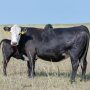 Drought cows