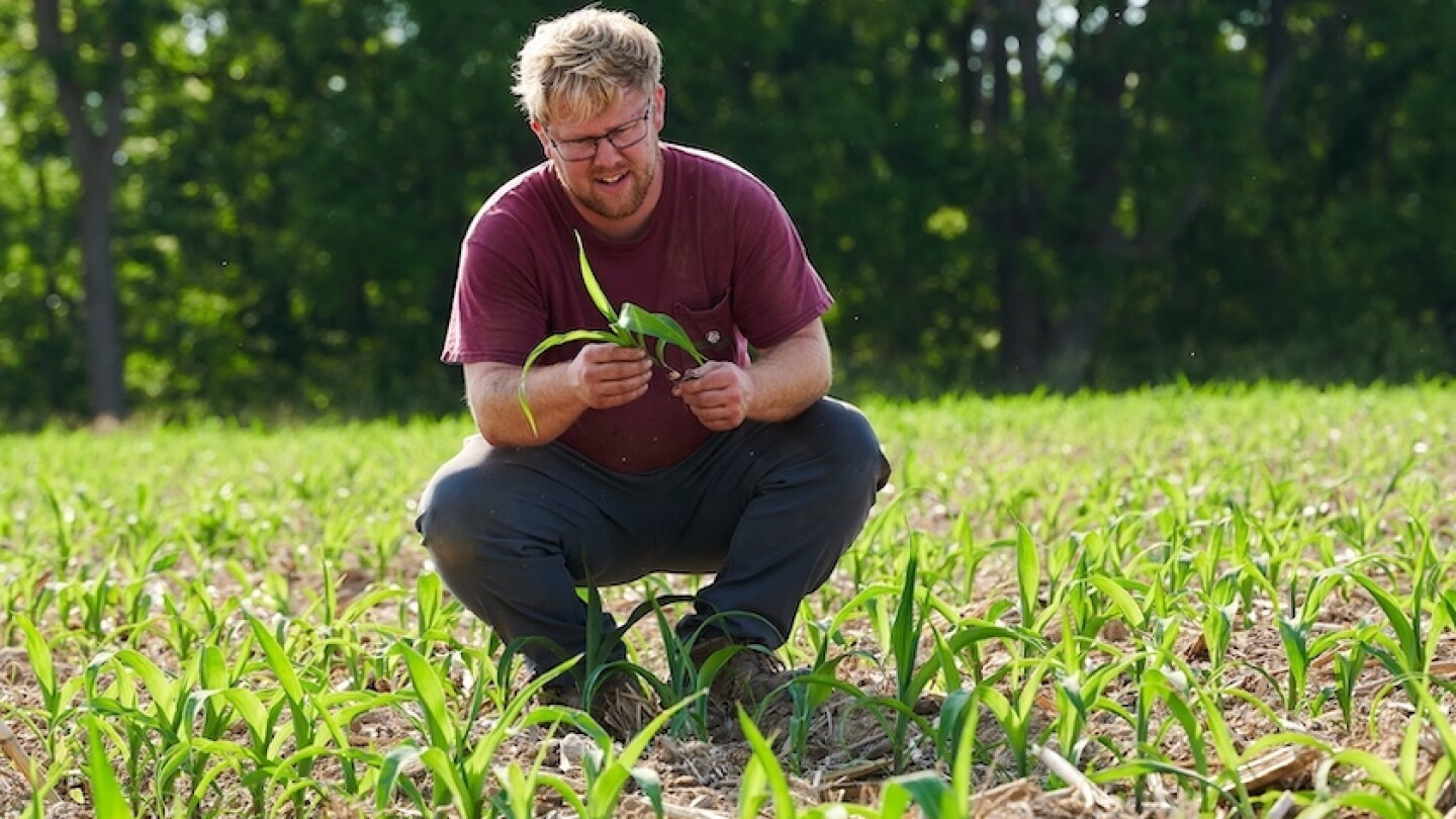 Marking Corn Weed control that hits the mark in corn and soybeans - AgWeb