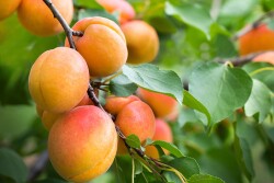 Apricots on a tree branch