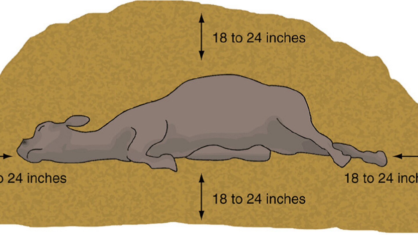 Controlling Wildlife in Compost Piles | Effective Pest Management | Modern  Pest Services, image size:1440x810