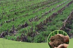 covercrop