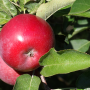 GMO technology has enhanced a variety of apples.