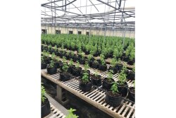 All Seasons Produce grows herbs and other products organically in greenhouses with drip irrigation and temperature control.