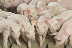 Pigs