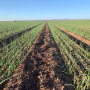  New Mexico onion field