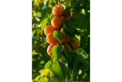 Stemilt apricots