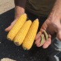 Corn and soybeans from the Farm Journal Midwest Crop Tour stop in Sac County, Iowa.