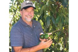 Leo McGuire, field manager for Calavo Growers Inc., checks out hass avocados in a grove in Temecula, Calif., in early March. Calavo Growers Inc. got an early start this season with a much better crop than last year, says Rob Wedin, vice president of sales and marketing.