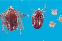 The Longhorn Tick is an aggressive biter and frequently builds intense infestations on domestic hosts causing great stress, reduced growth and production. 