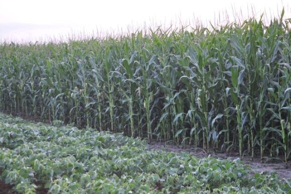 AGWeb Crop-Corn 09.jpg