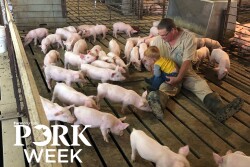 man sitting with grandson on his lap looking at baby pigs