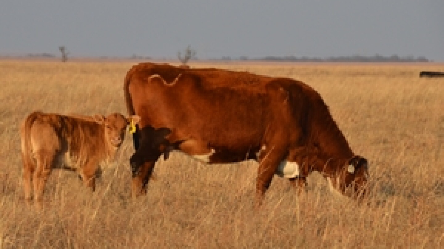 Reuilding Drought Conditions Threaten Oklahoma Cow Herd Expansion - Drovers