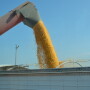 Harvest is when farmers see how decisions pay off in grain.