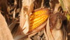 corn_fall_harvest_(5)