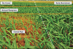 The effects of a late kill of cereal rye on corn plants is evident. The impact appears to result from a combination of the carbon penalty and allelopathy exerted by the cereal rye.