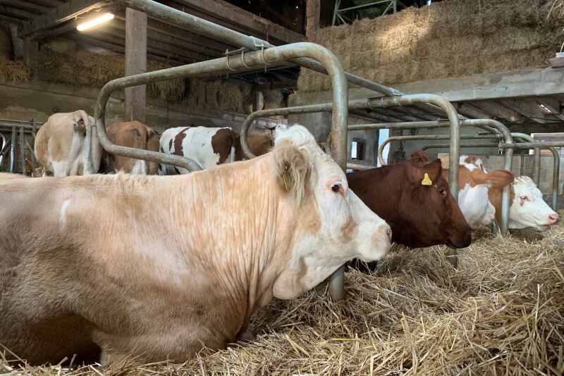 Beef cows