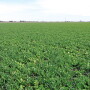 Study finds a single horizontal tillage pass significantly reduced water infiltration