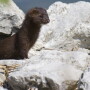 Activists released mink from farms.