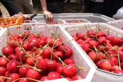 Fedefruta cherry
