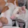 Pigs at Islercrest Farms