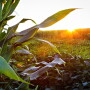 The price rally that started in the fall of 2020 definitely attracted more corn acres in 2021. That was confirmed in USDA’s June Acreage report.