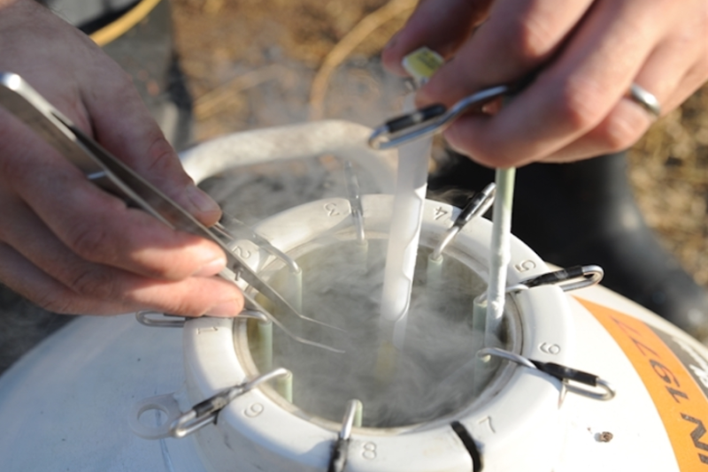 artifical insemination tank