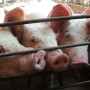 hogs_pigs_(19)