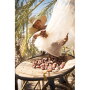 California’s medjool date crop this year was exceptional, said David Baxter, brand manager for the Bard Valley Date Growers Association, which markets the Natural Delights brand. “Our crop this year was one of our best harvests in the past 10 years in terms of quality and volume of the fruit,” he says. “The quality was super high.”
